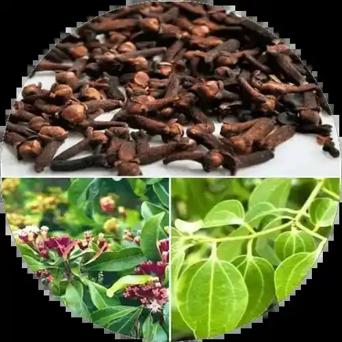 Spice Plants.png